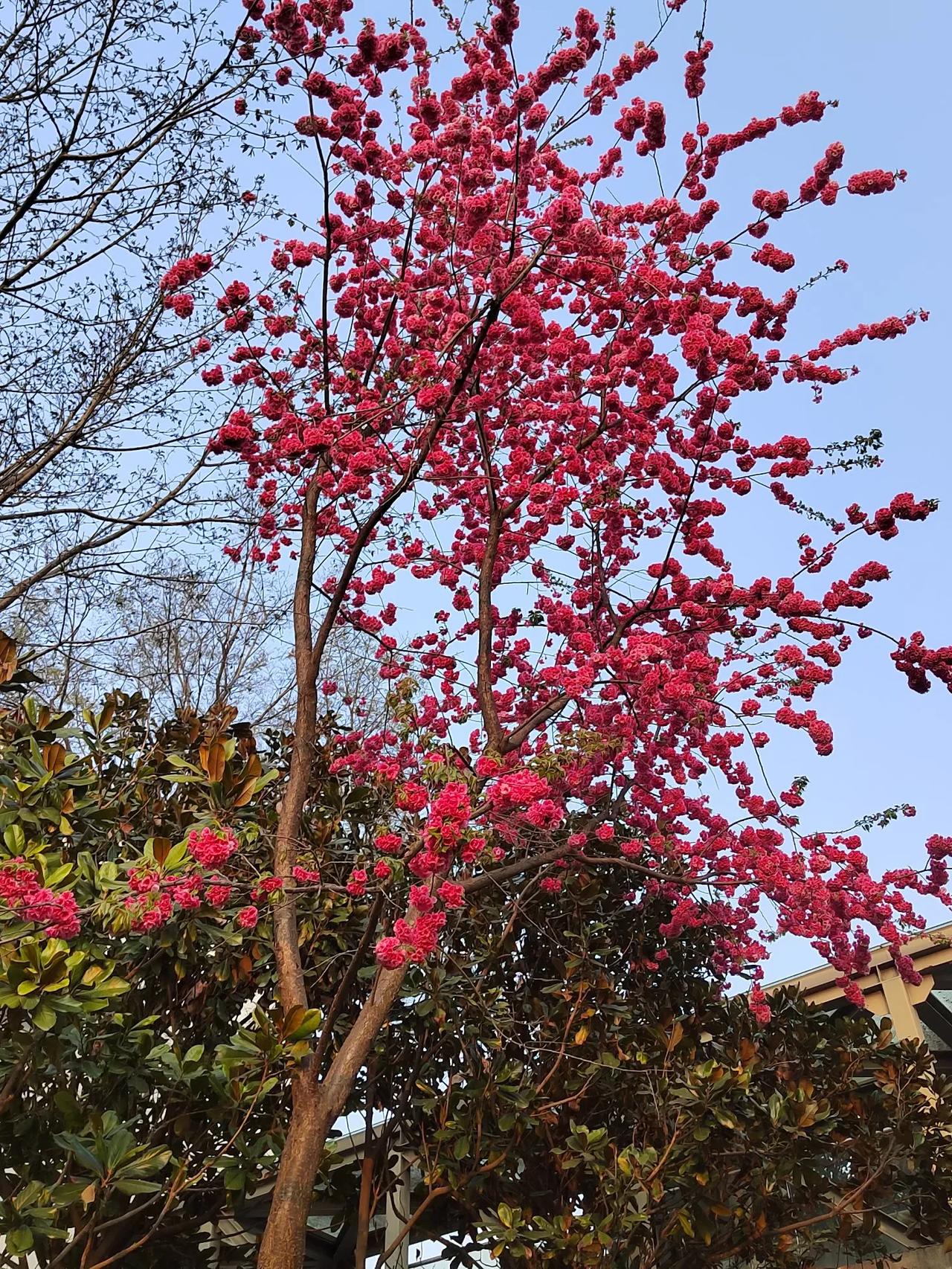 随手拍漂亮花草