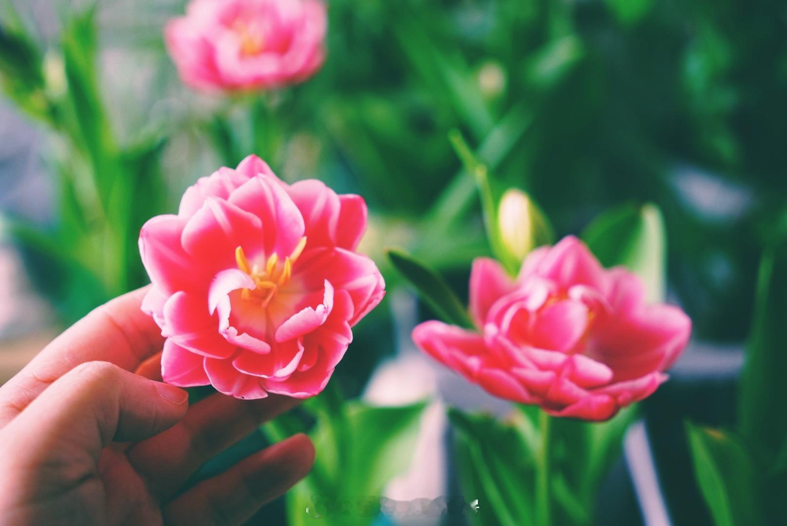 年宵花开一路生花 阳台花园[超话]  