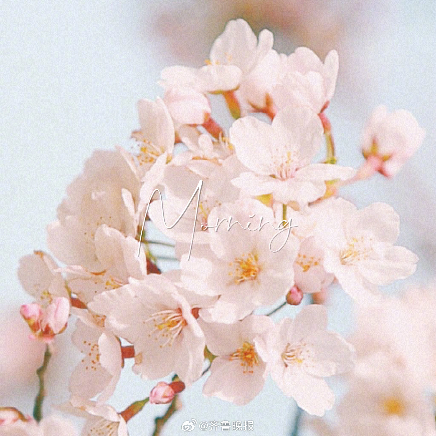 储存阳光必有远芳#早安#