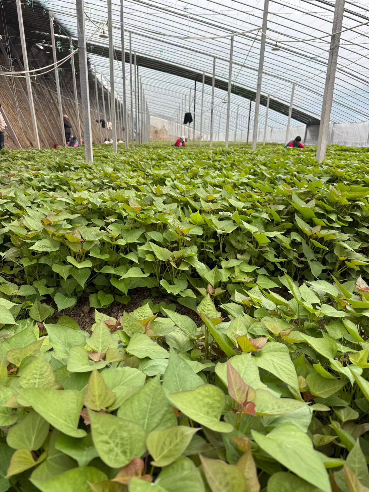 晒图笔记大赛红薯苗