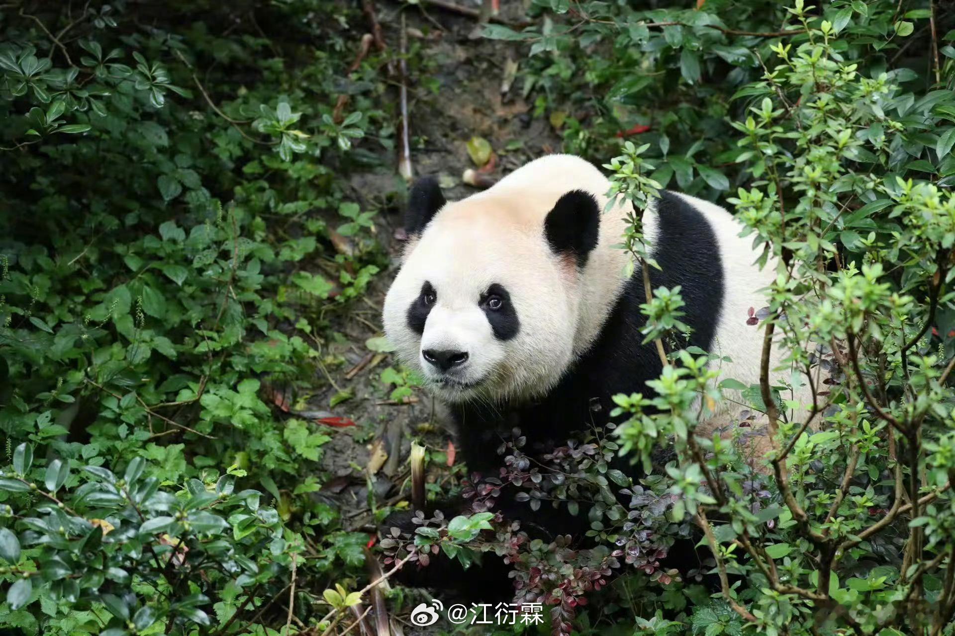 特朗普听到大熊猫将落户美国笑了大熊猫平平福双将落户美国 想办美签的可以行动了[笑