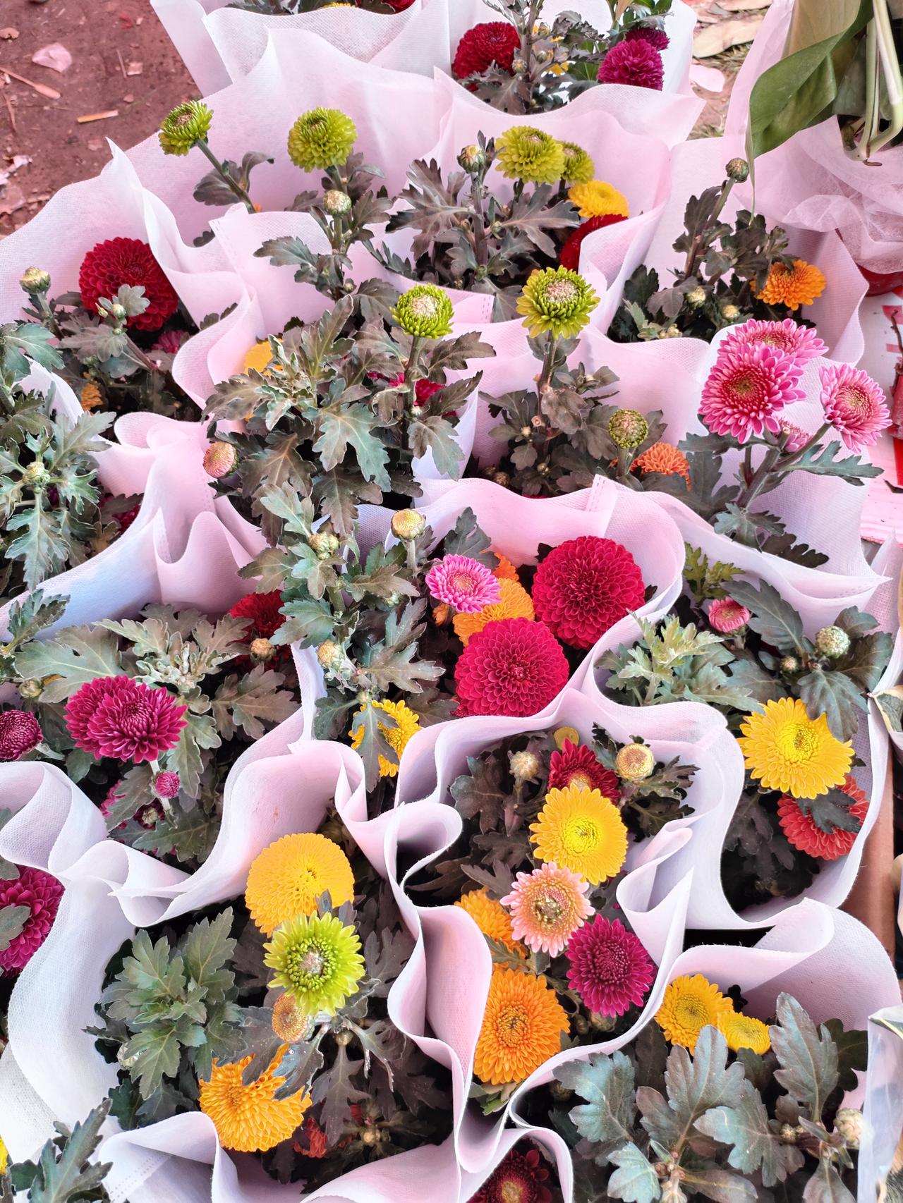 2. 彩菊簇拥，春意满怀。红焰似火，粉霞如锦，黄蕊流金。在这一方花束里，藏着生活