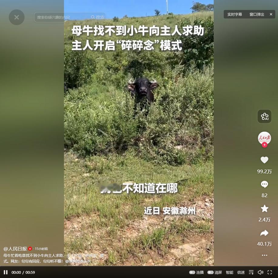 登人民日报了！安徽滁州，一母牛只顾吃草看丢了小牛，主人本以为它会自己四处寻找，没
