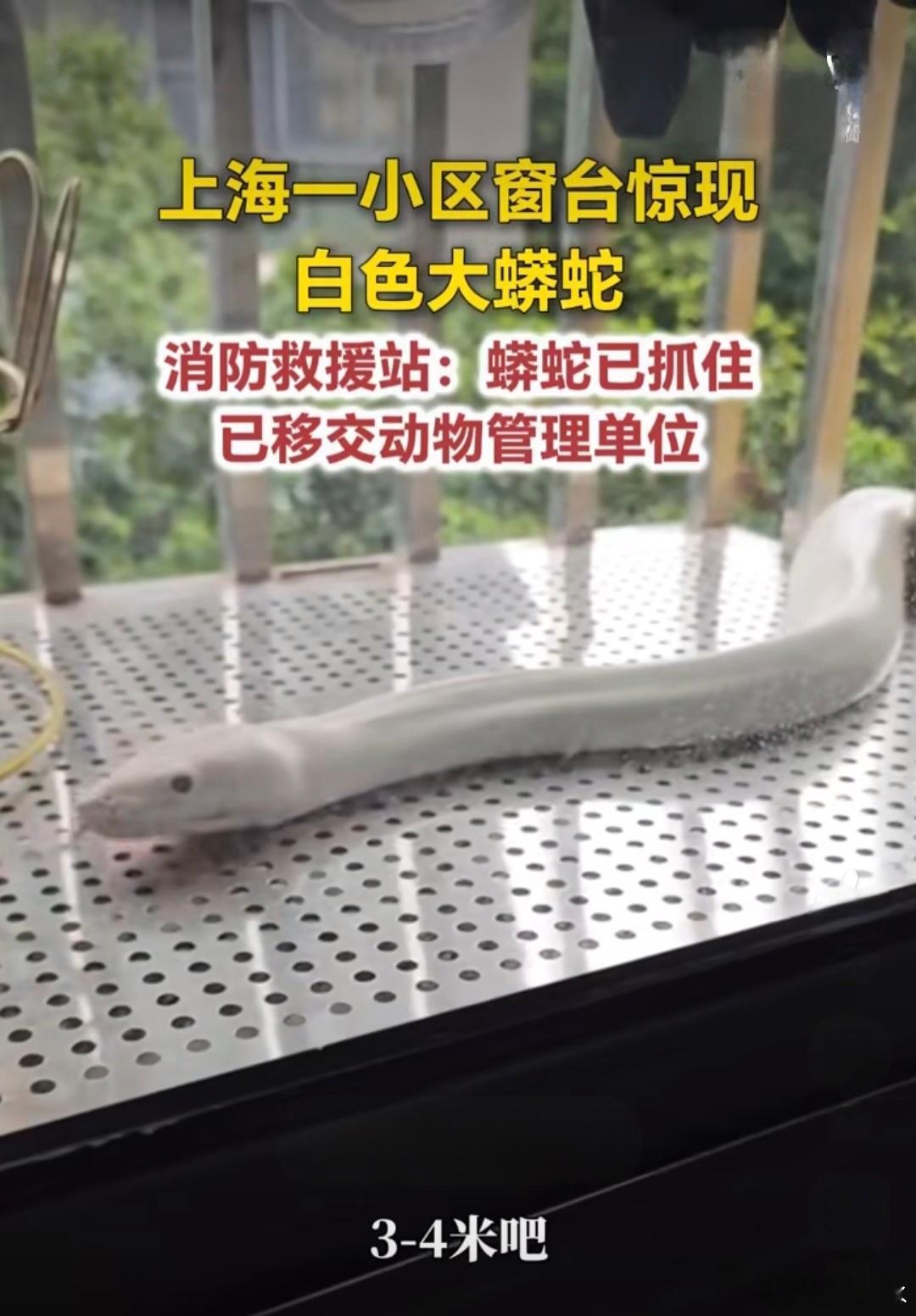 小区窗台惊现3米多长白色大蟒蛇这个会不会是白娘子在找许仙？ ​​​