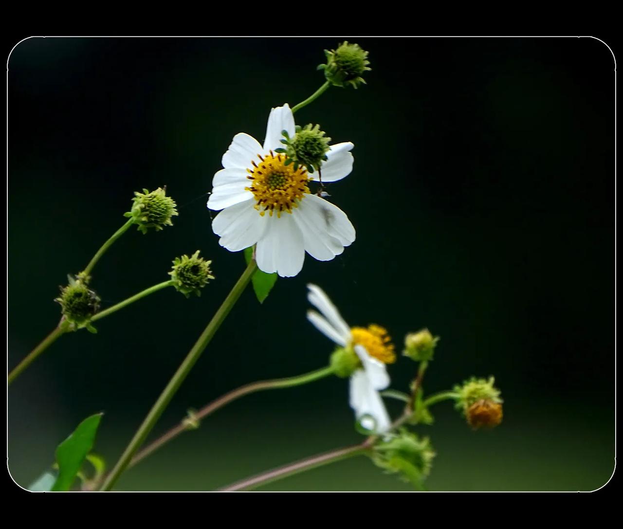 《野花野果》
        出门散步，走别人不太走的路。大多数人走的路，都比较