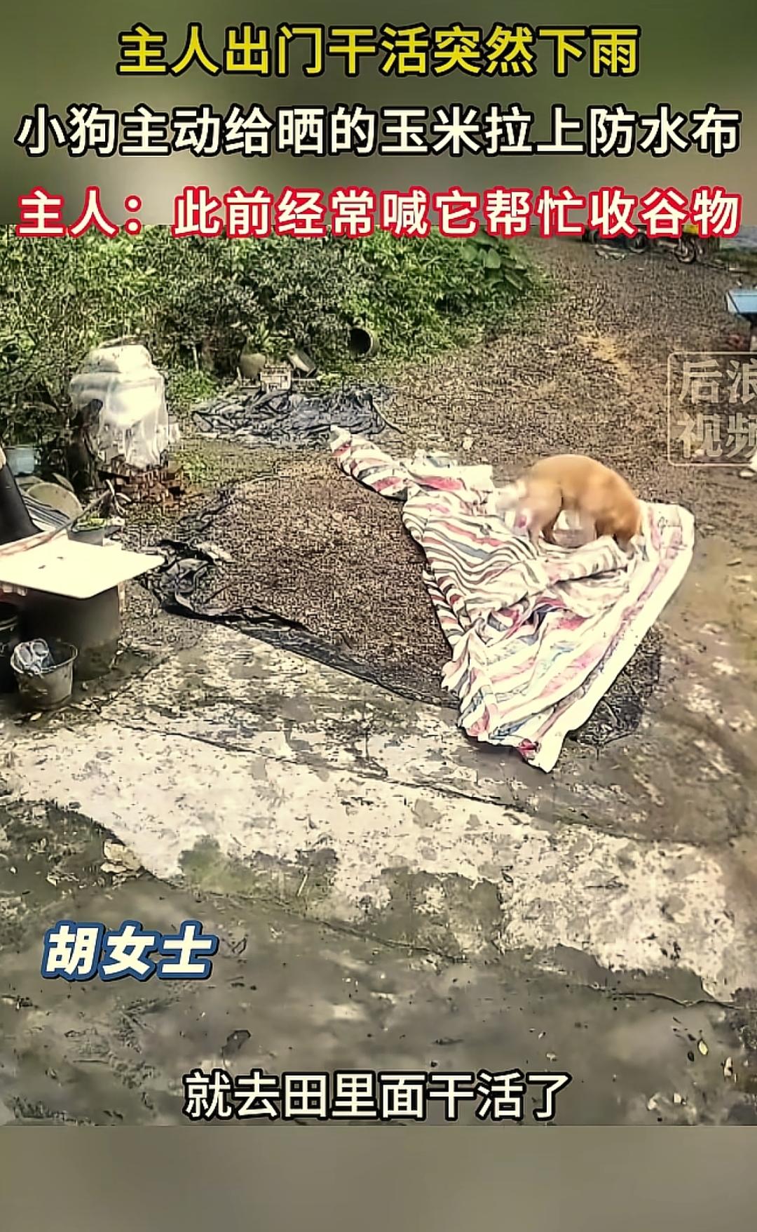 “牌子狗”成精啦？7月8日，广东河源，一女子将玉米晾晒在家里，就去地里干农活，结