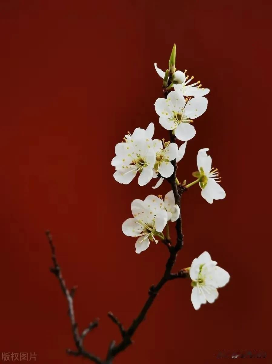除却断肠千树雪，别无春恨诉东风——春暖李花繁，不见花枝见雪城