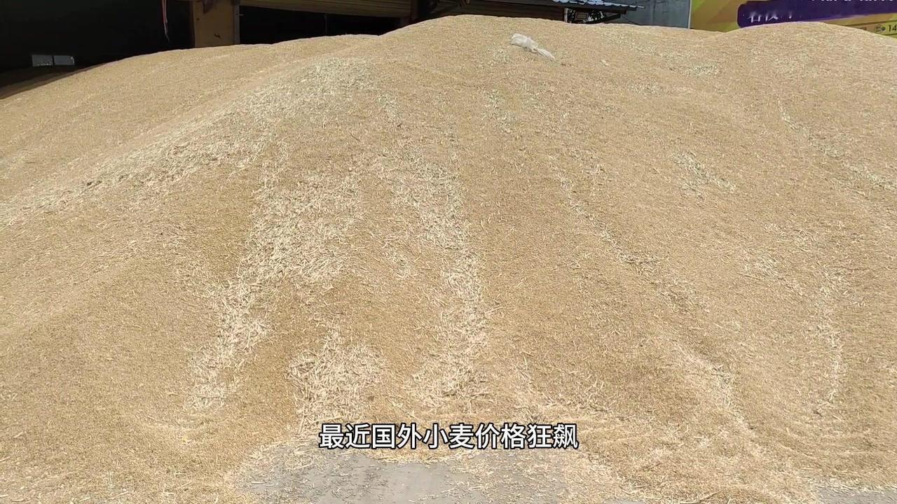 🌽国外小麦价格狂飙，国内会跟涨吗？国外小麦价格因美国干旱、化肥能源成本上涨，在