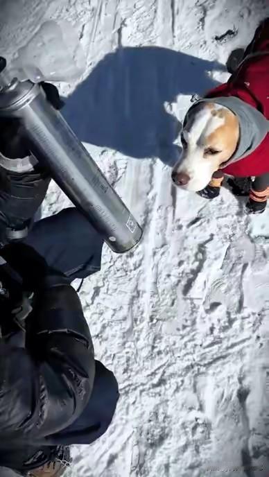 狗:你个老六带我来