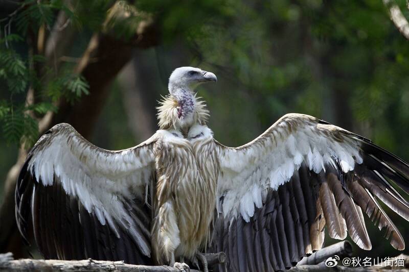 迷航3500公里！喜马拉雅兀鹫误入新加坡获救，一只病重安乐死 海外新鲜事 本月初