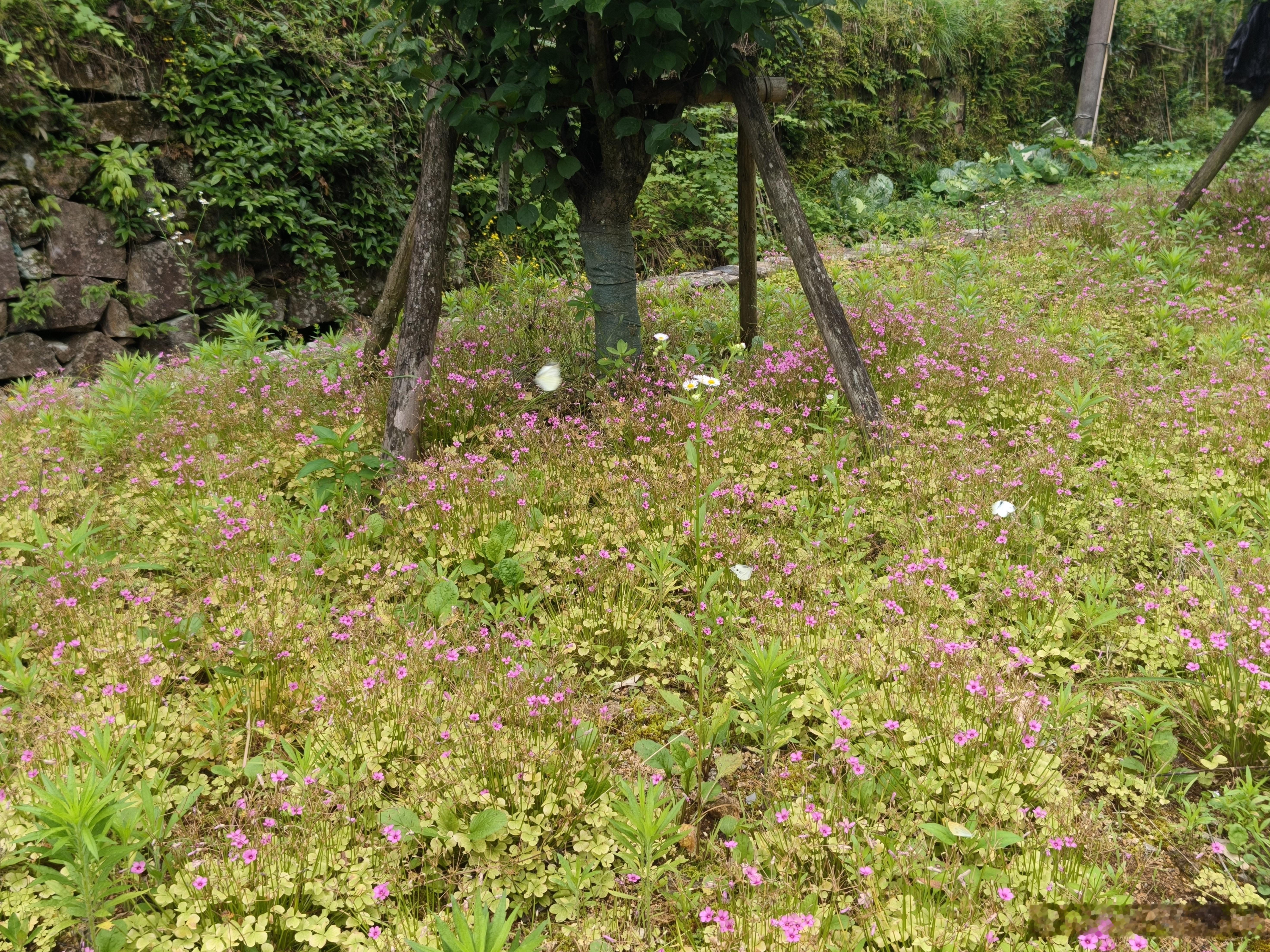 黄岩 风里有花香，还有蝴蝶的翅膀声🦋 