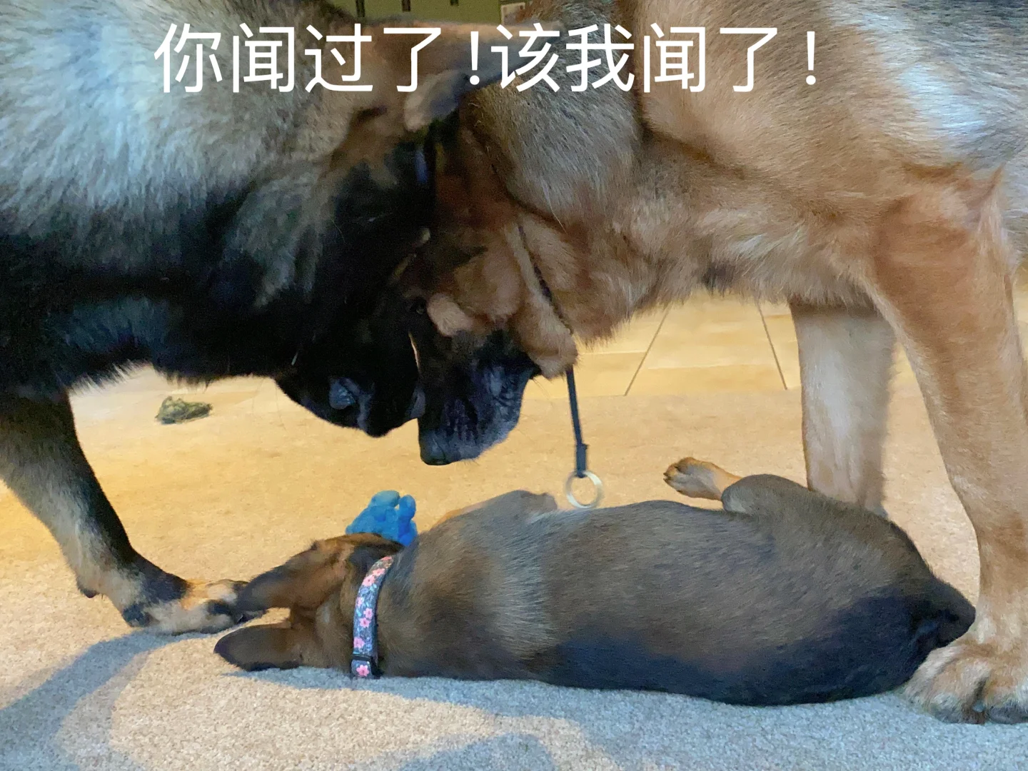 兄妹相见之为何被咬的总是二黑
