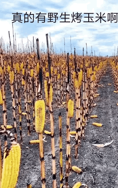 1：纯天然爆米花，说出去谁信啊？
2：不可思议啊，蜜蜂都知道配合吗？