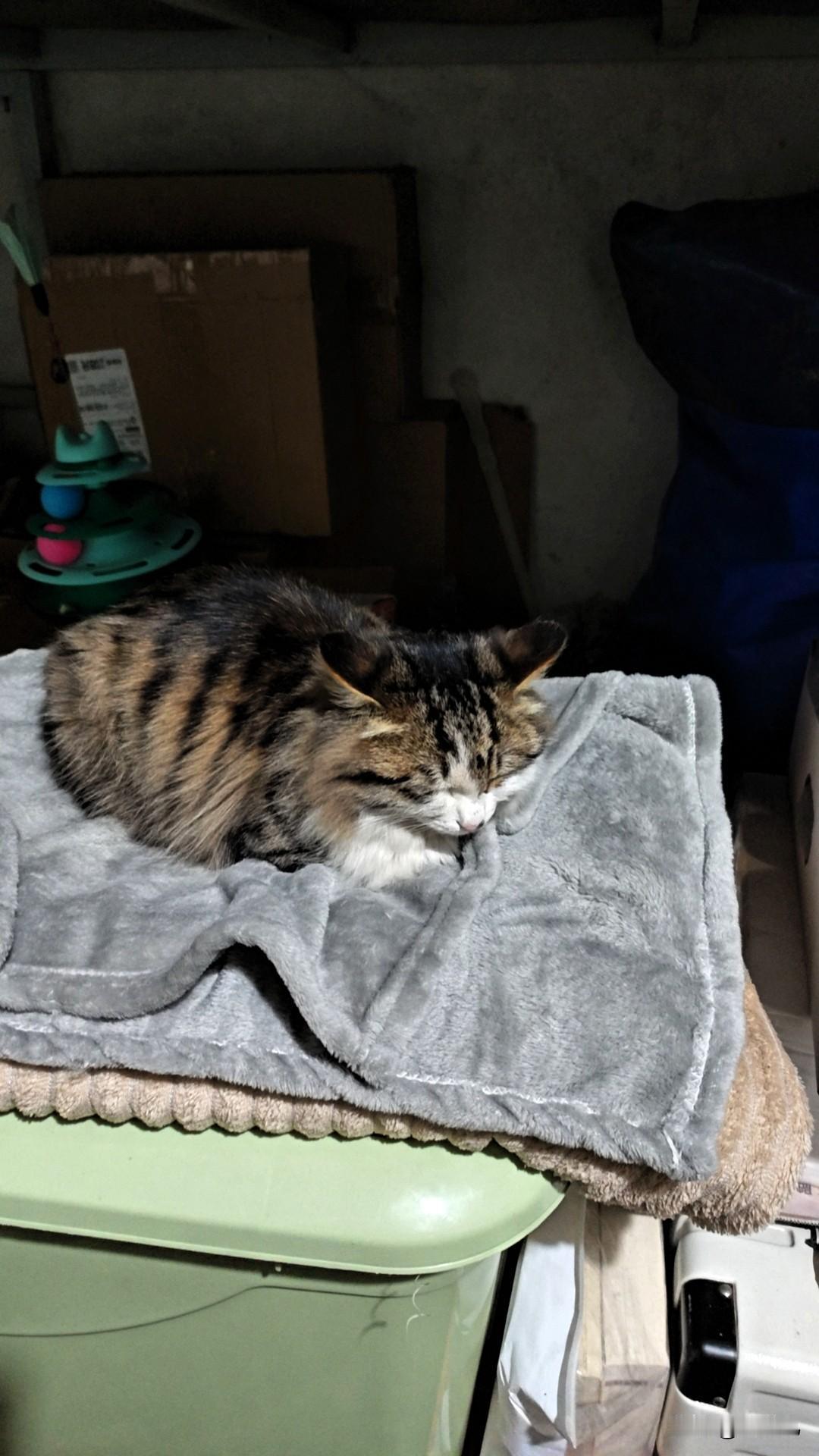 我家猫真的是睡觉界摆烂冠军！

各种奇形怪状的姿势说来就来，四脚朝天露着小肚皮，