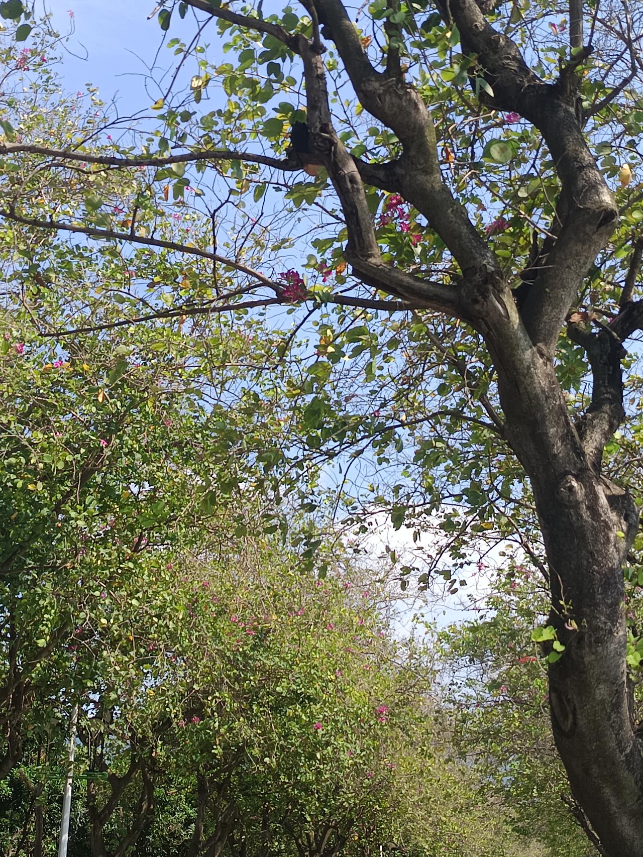 你敢相信吗？枝头上面的就是紫荆花
这里是香港的城花