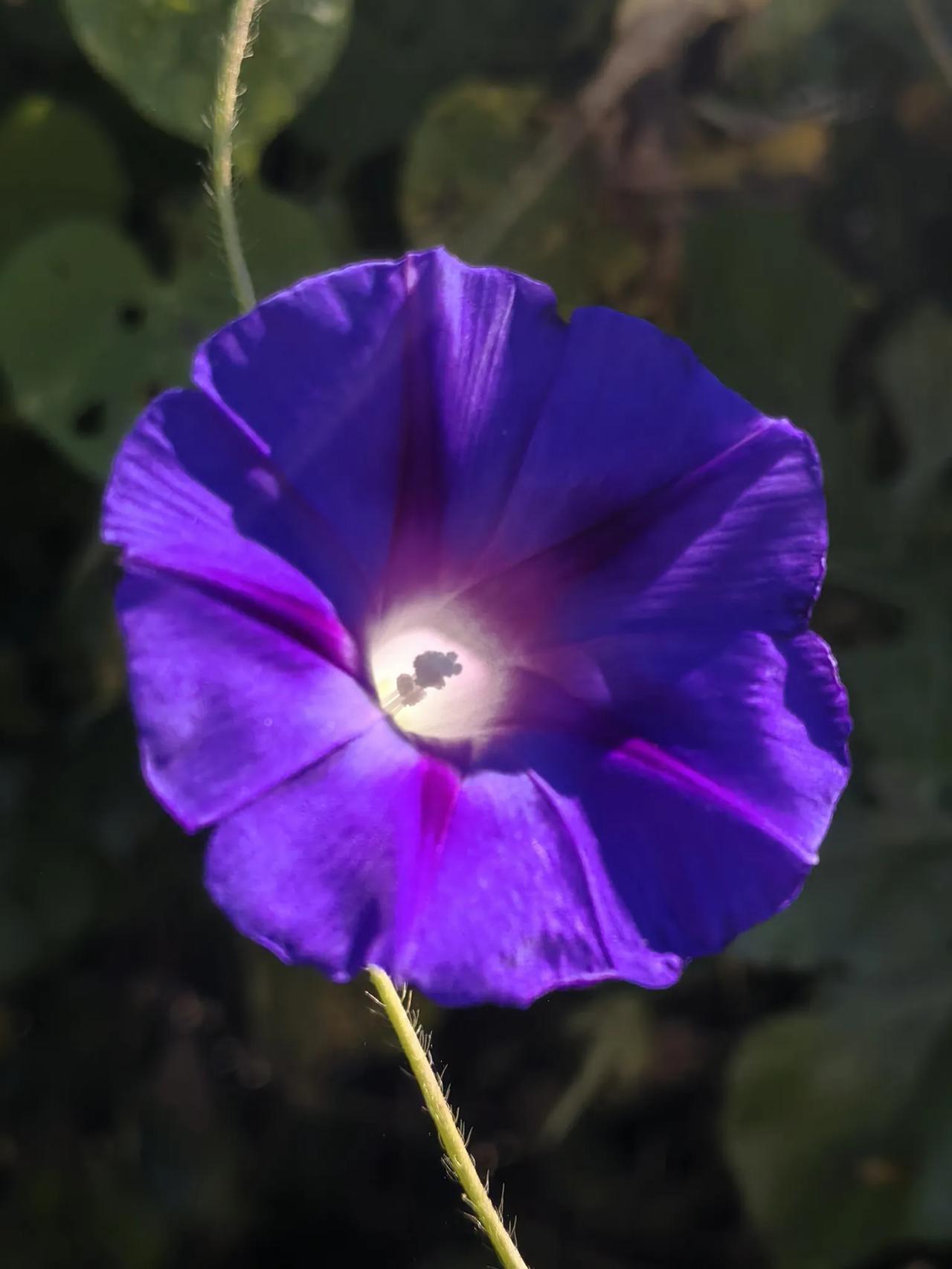 今天遛弯时用手机随拍的牵牛花您看咋样？