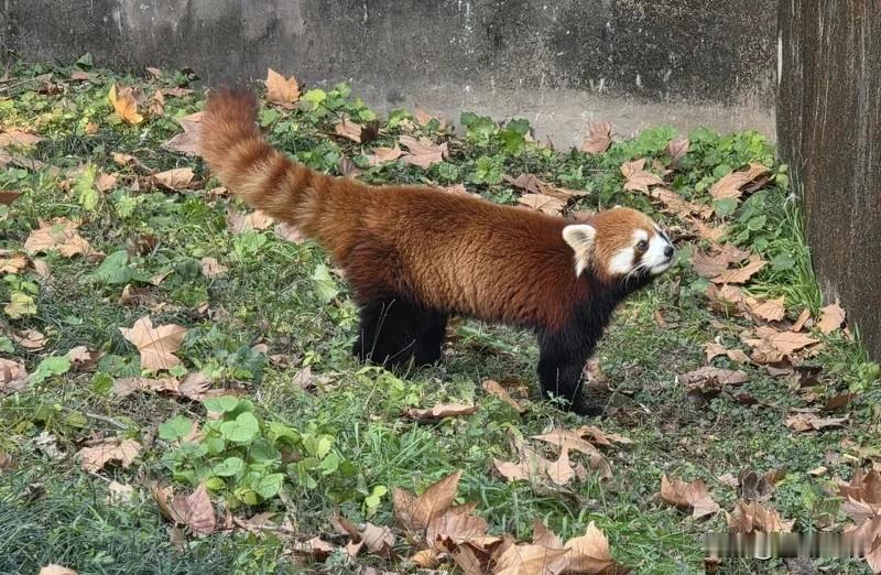 上海小熊猫明抵台！蒋万安：评估是否由市民取名

根据双城论坛“合作备忘录”，台北