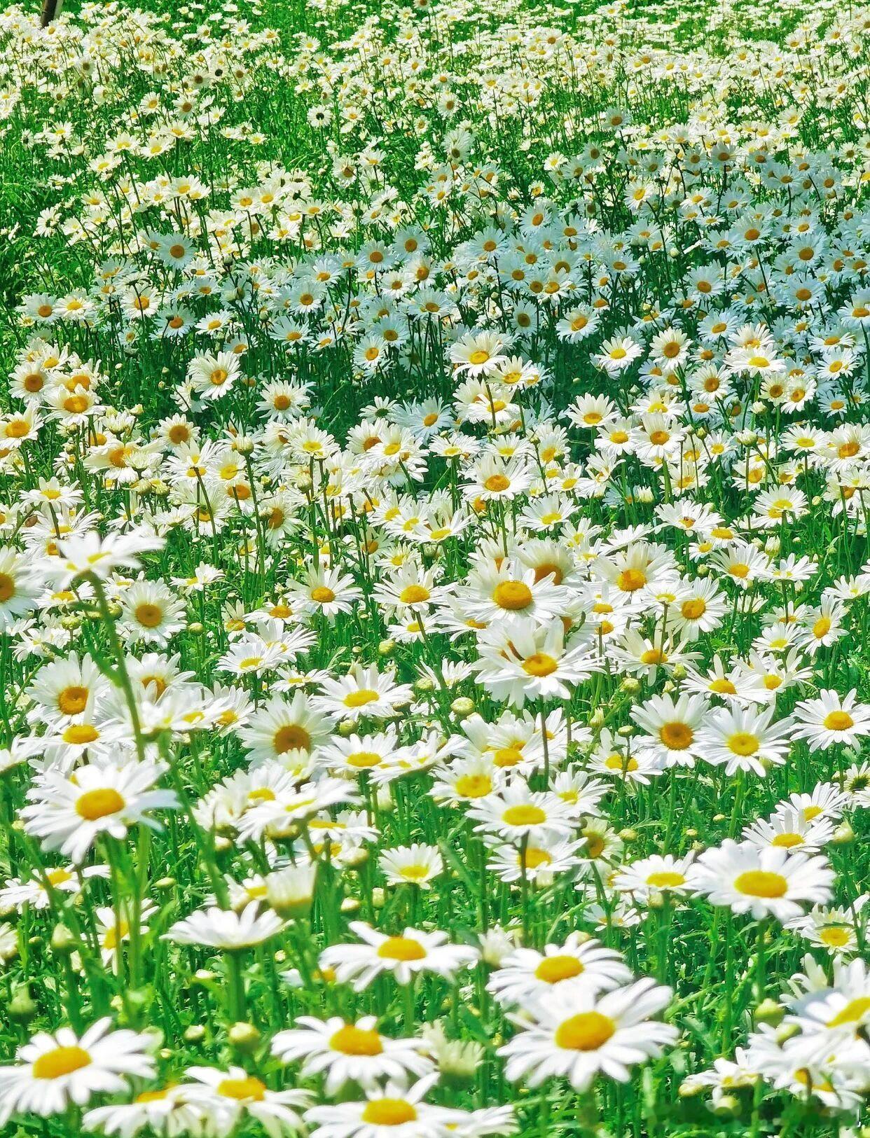 北京凉水河公园也太懂初夏浪漫了🌼小雏菊整片开爆，风吹过就是温柔花浪，氛围感直接