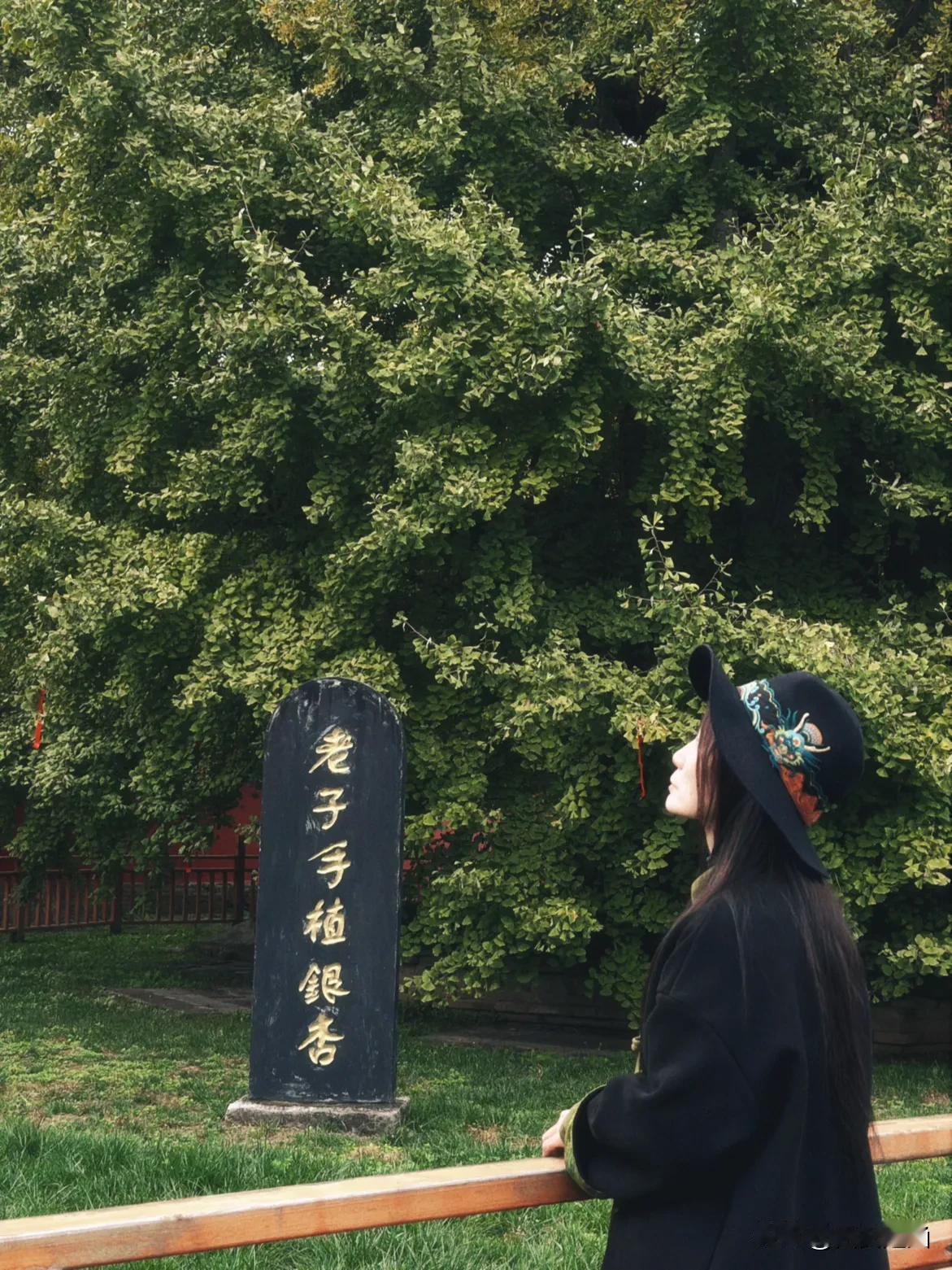  风过寒枝动，银杏已满园。深秋时节，当全国的银杏树似乎都换上了金黄色的新装，在这