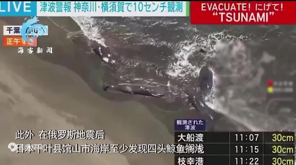 突发，俄海域发生8.7级地震！波及范围极大，目前日本海啸已经到来，浪高接近3-4