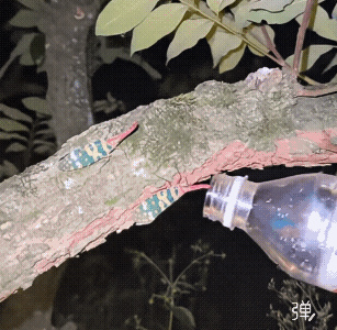它们为什么自己跑进去？[捂脸]