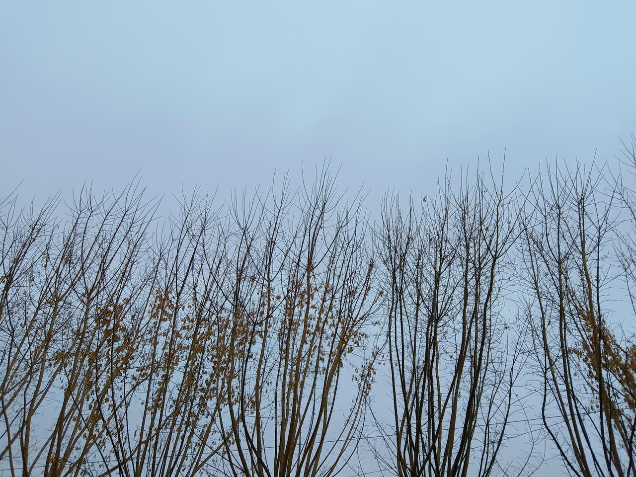 几棵树在蓝天下，显得很冷清。