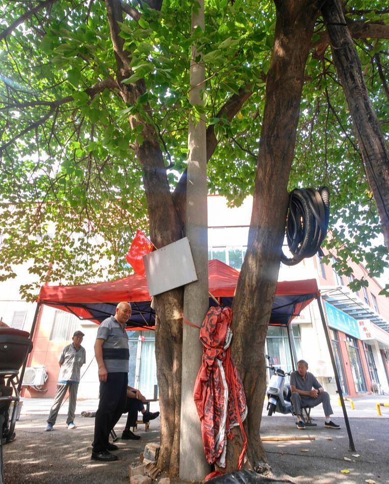宿州街头，宿蒙路上，有一棵和电线杆子长在一起的土条子树，常有人在树下纳凉