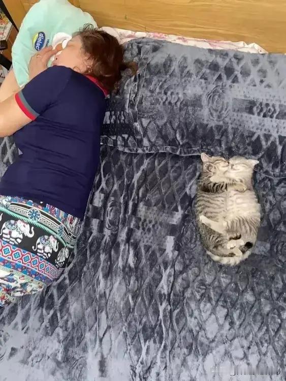 🐱：卧榻之侧岂容他人鼾睡，还他喵的打呼噜💤💤！