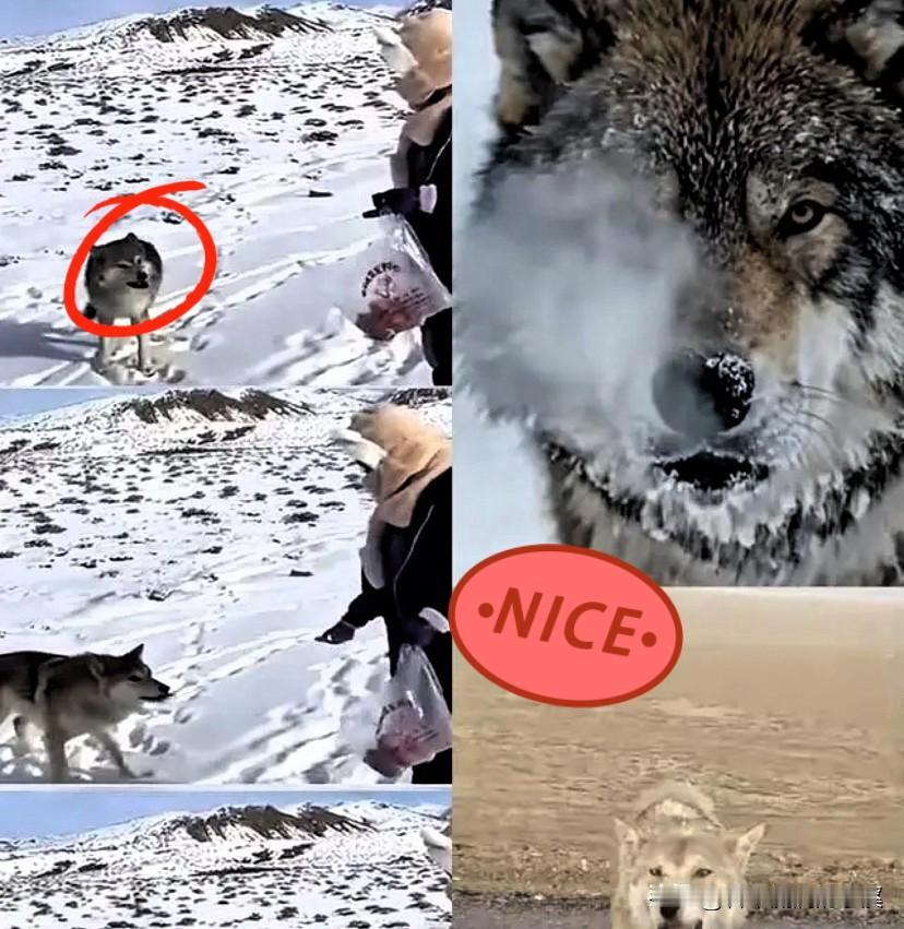 新疆奇台的草原上，
这只狼的故事看哭无数人！
十年前牧民随口一句承诺，它竟傻傻守