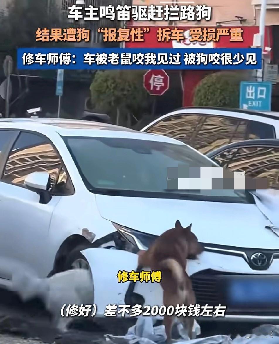 笑不活又心疼！

1月8日广州发生了件稀罕事

车主开车时遇到两只狗拦路

鸣笛