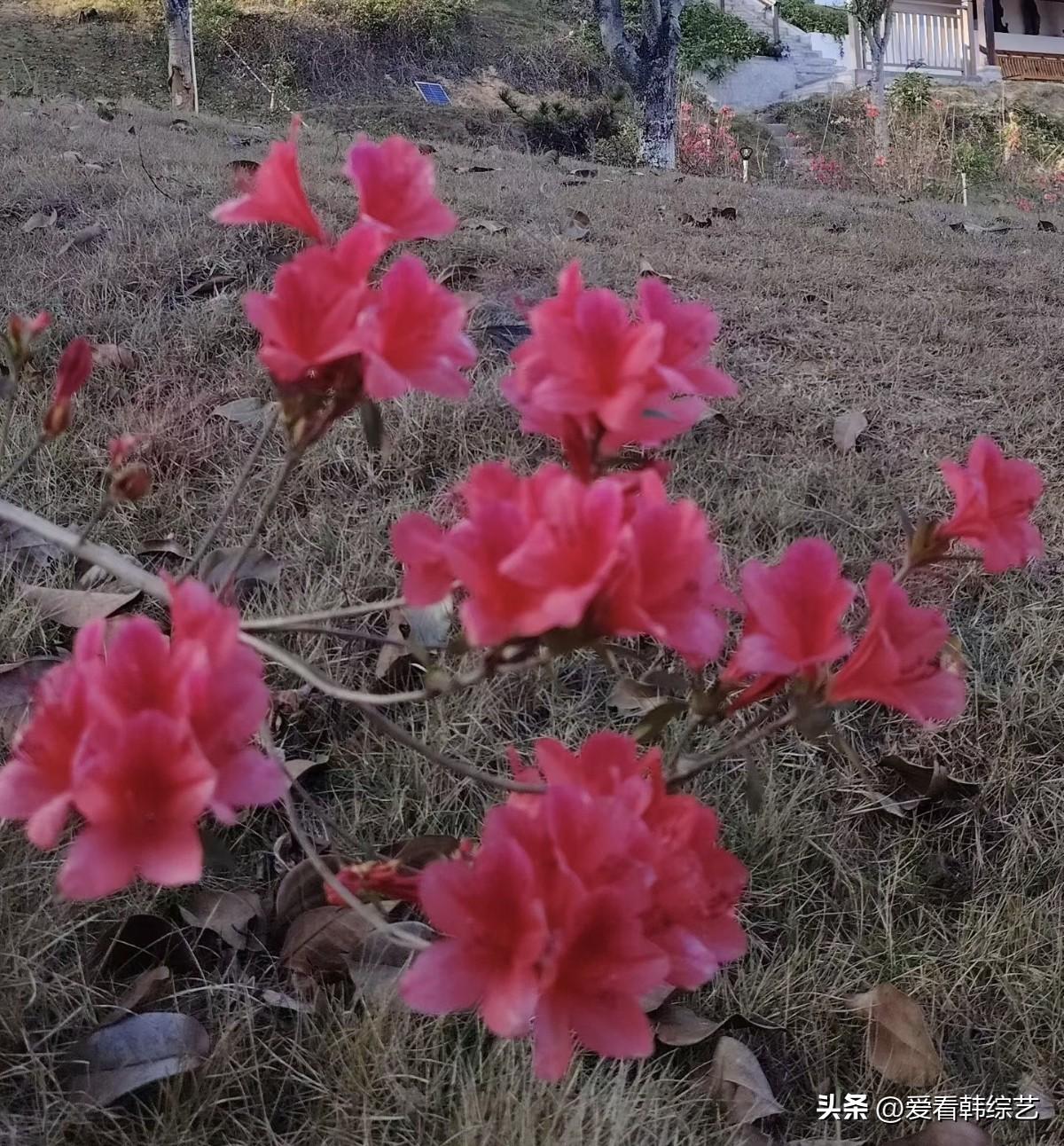 天南地北大拜年簇杜鹃把艳红泼在枯草地上，花瓣裹着日光的暖，连周遭的荒意都浸了春的