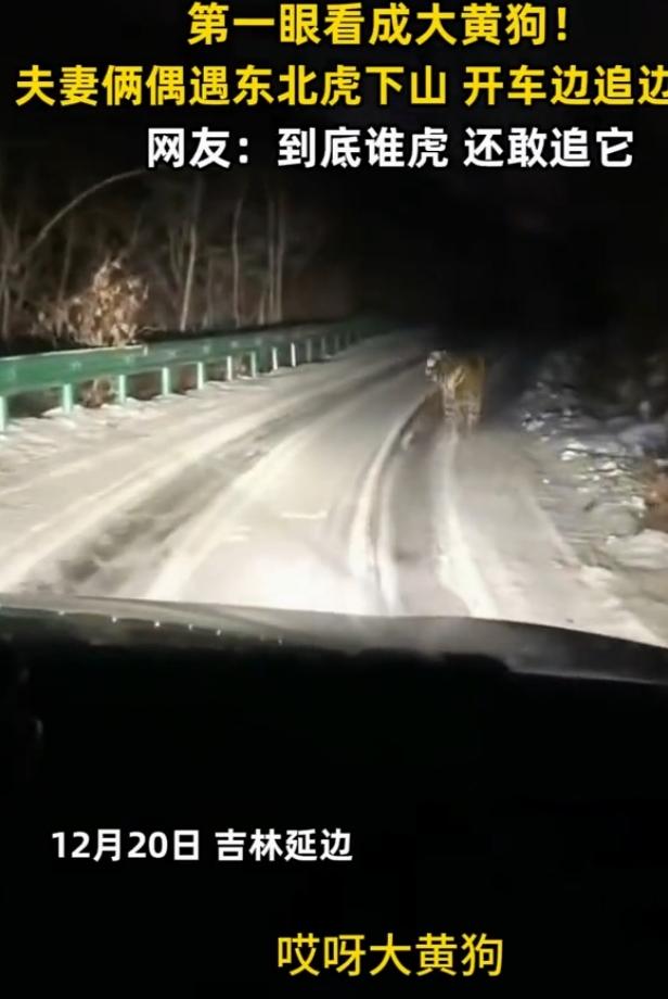 12月20日，吉林延边一对夫妻野外驾车时，把下山的东北虎看成大黄狗，还撵上去看，