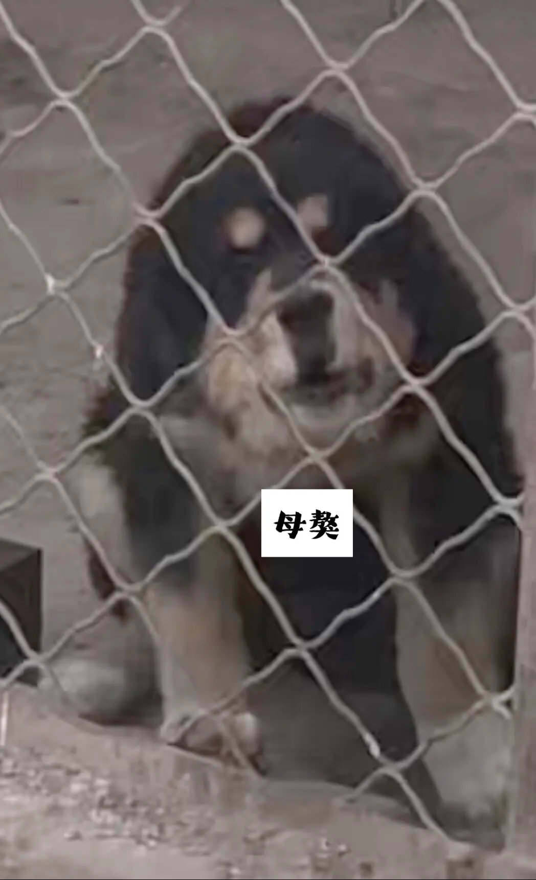战将的孩子（母獒）
