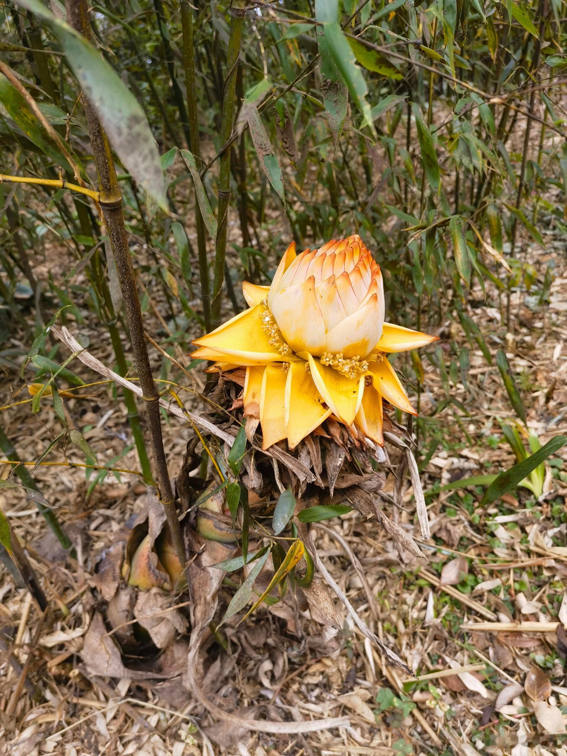 原来竹子还能开花 