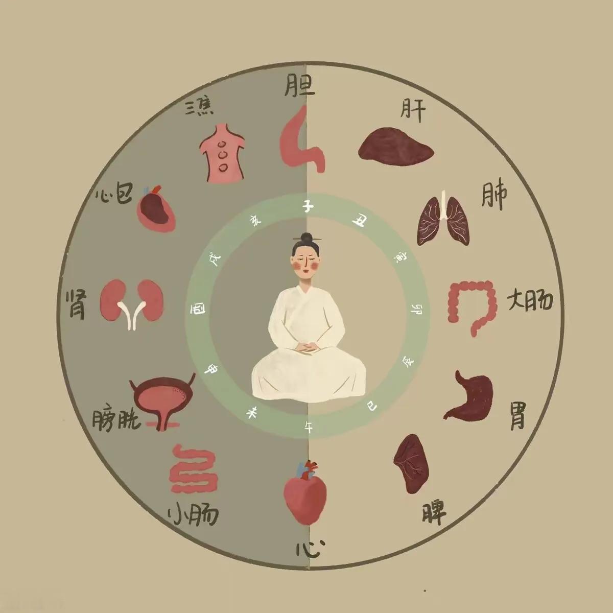 卫生知识
借图了解人体内脏的结构，从而懂得卫生知识！
#随手记录秋日生活#