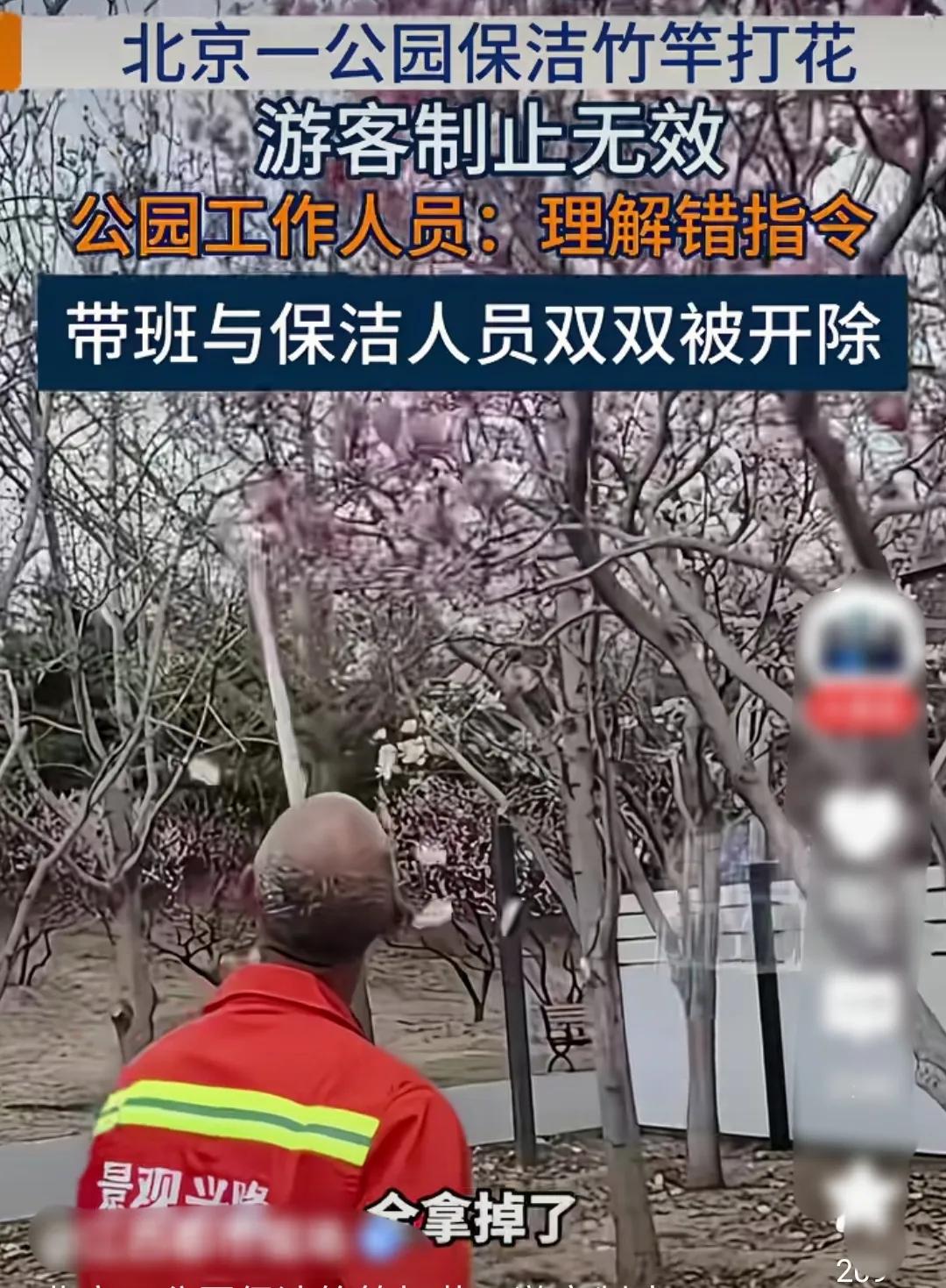 别难为基层劳工者了！公元花瓣被清洁工用竹竿全部打落，游客制止无效，管理者与环卫工