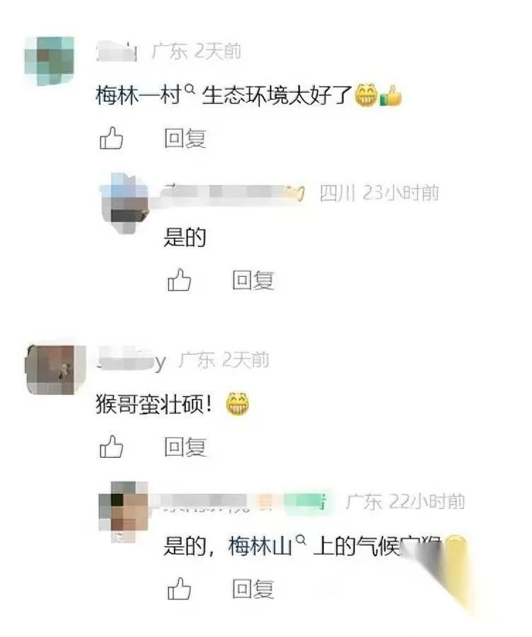 深圳这两天有个“神秘访客”——

梅林的一只猴子，

在居民楼间散步跟逛自己家似