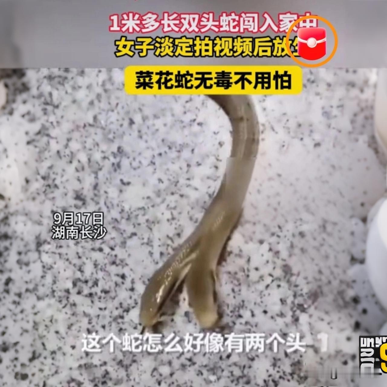 厕所撞见1米多长双头蛇，两个头都在吐信子！湖南大姐不跑反掏手机，拍完竟直接放生？