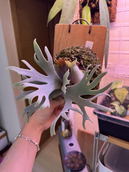 我的细菌鹿角蕨。