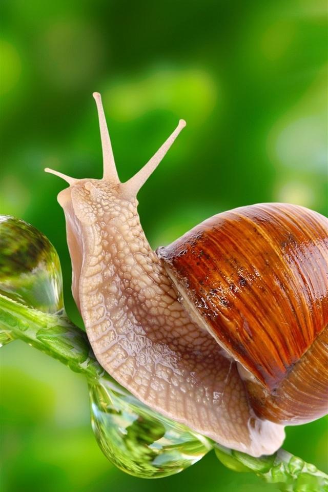 今天看了个动物的科普，还挺有意思的其实蜗牛🐌的爬行速度并不是非常非常慢的普通花