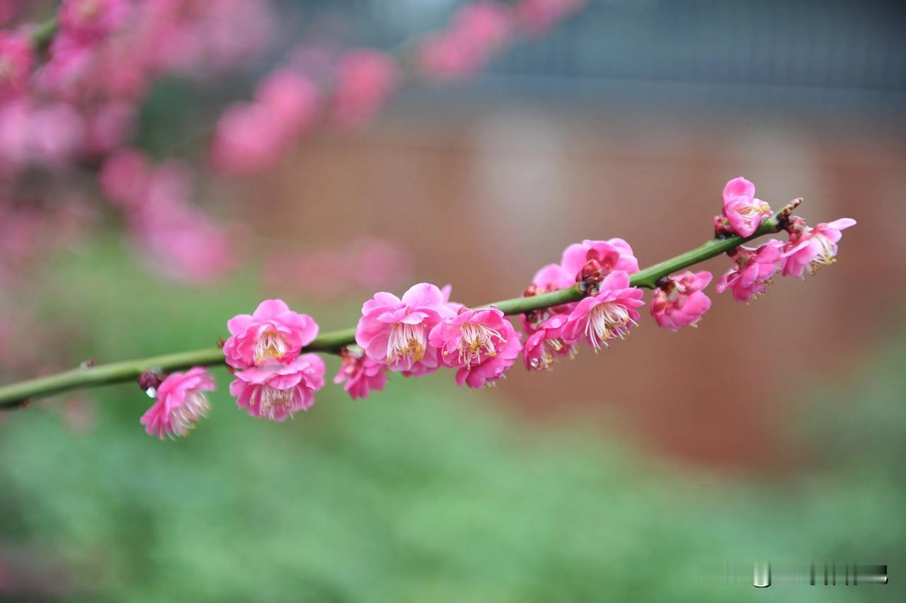 热爱花草，分享一组梅花图片