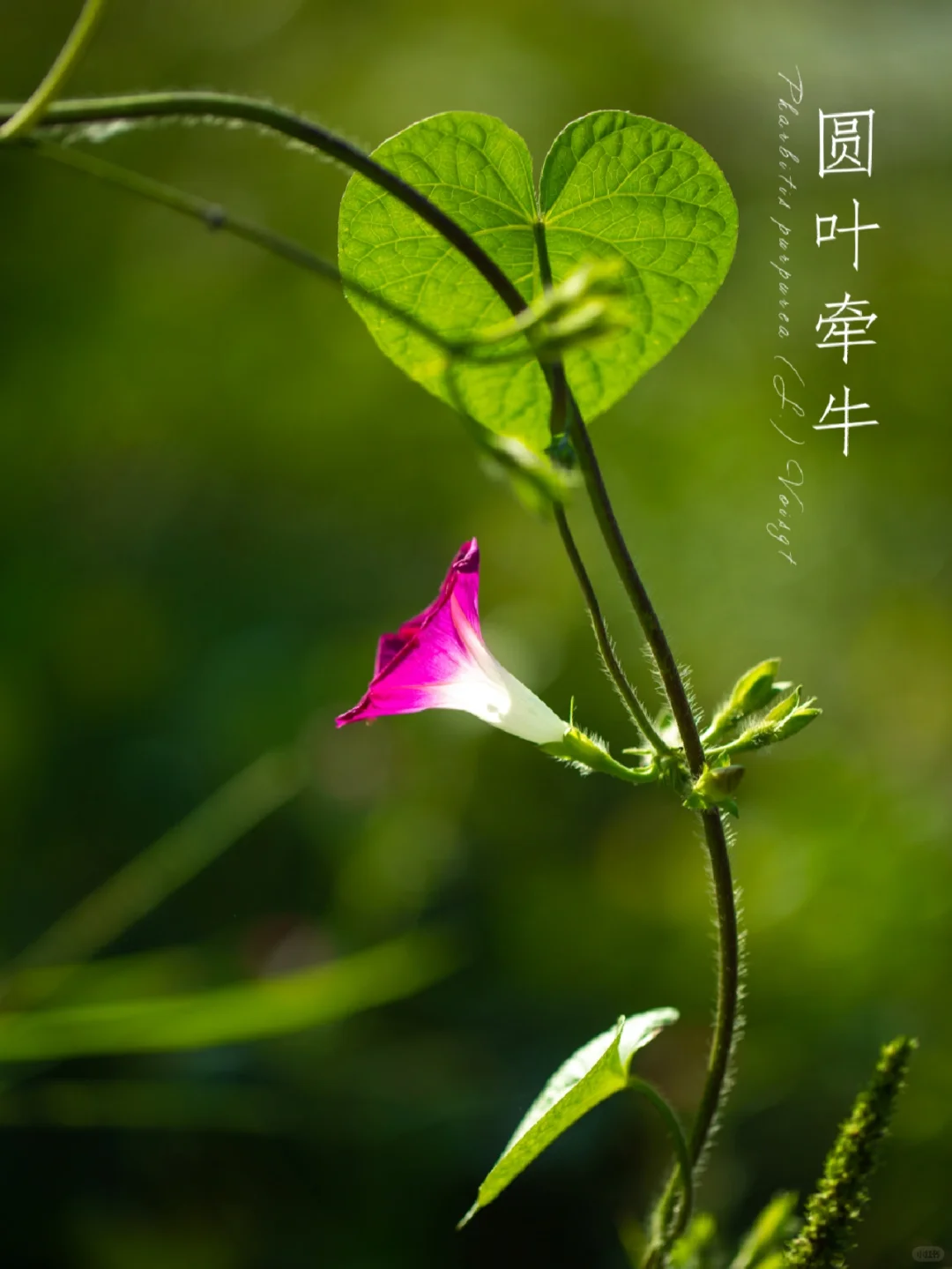 圆叶牵牛|暖冬下的野生花朵|自然探索