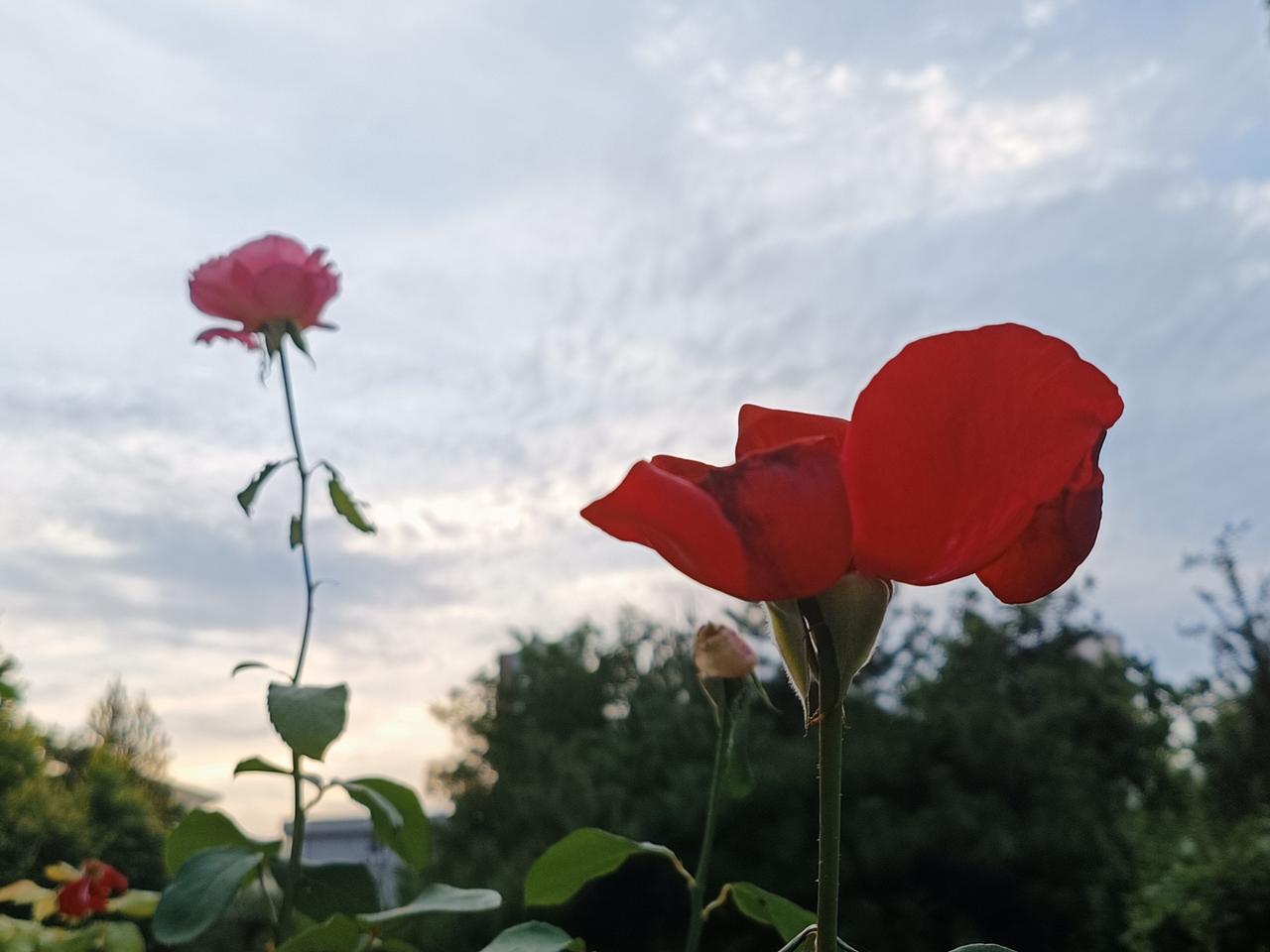 本以为退休后的日子，该是悠然闲适、岁月安然。未曾想退休伊始便遇上三年疫情，疫情散