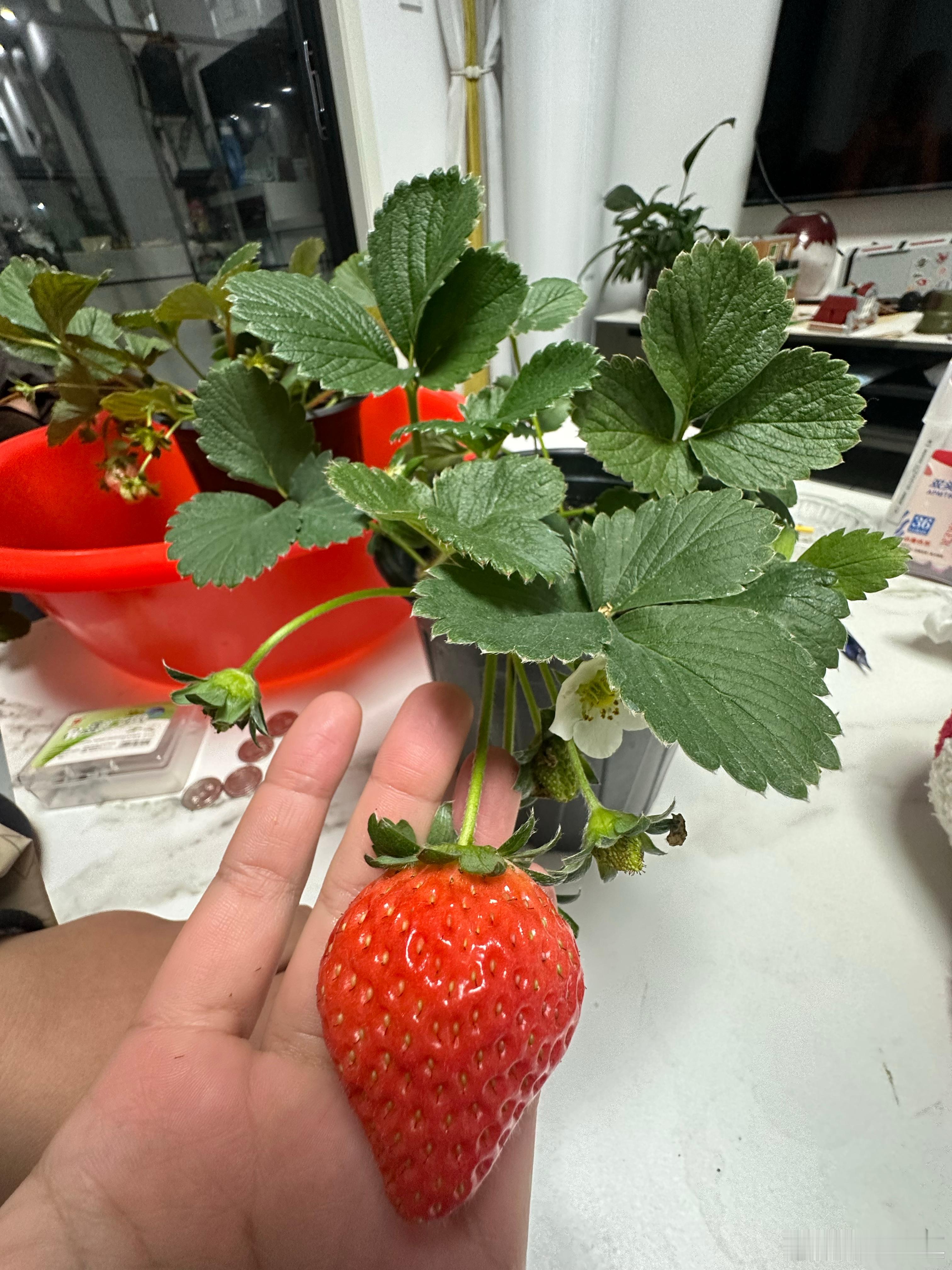 孩子自己在家养的草莓🍓，第一次觉得草莓这么的好养[哈哈]有时间的时候还是习惯去