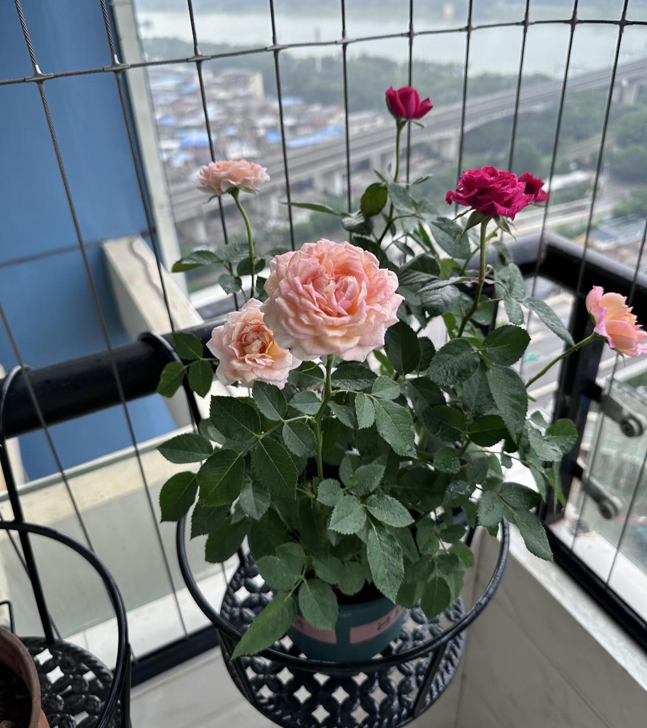 清晨推开阳台门，就被这盆月季撞进了眼里。粉橙渐变的花朵像打翻了调色盘，层层叠叠的