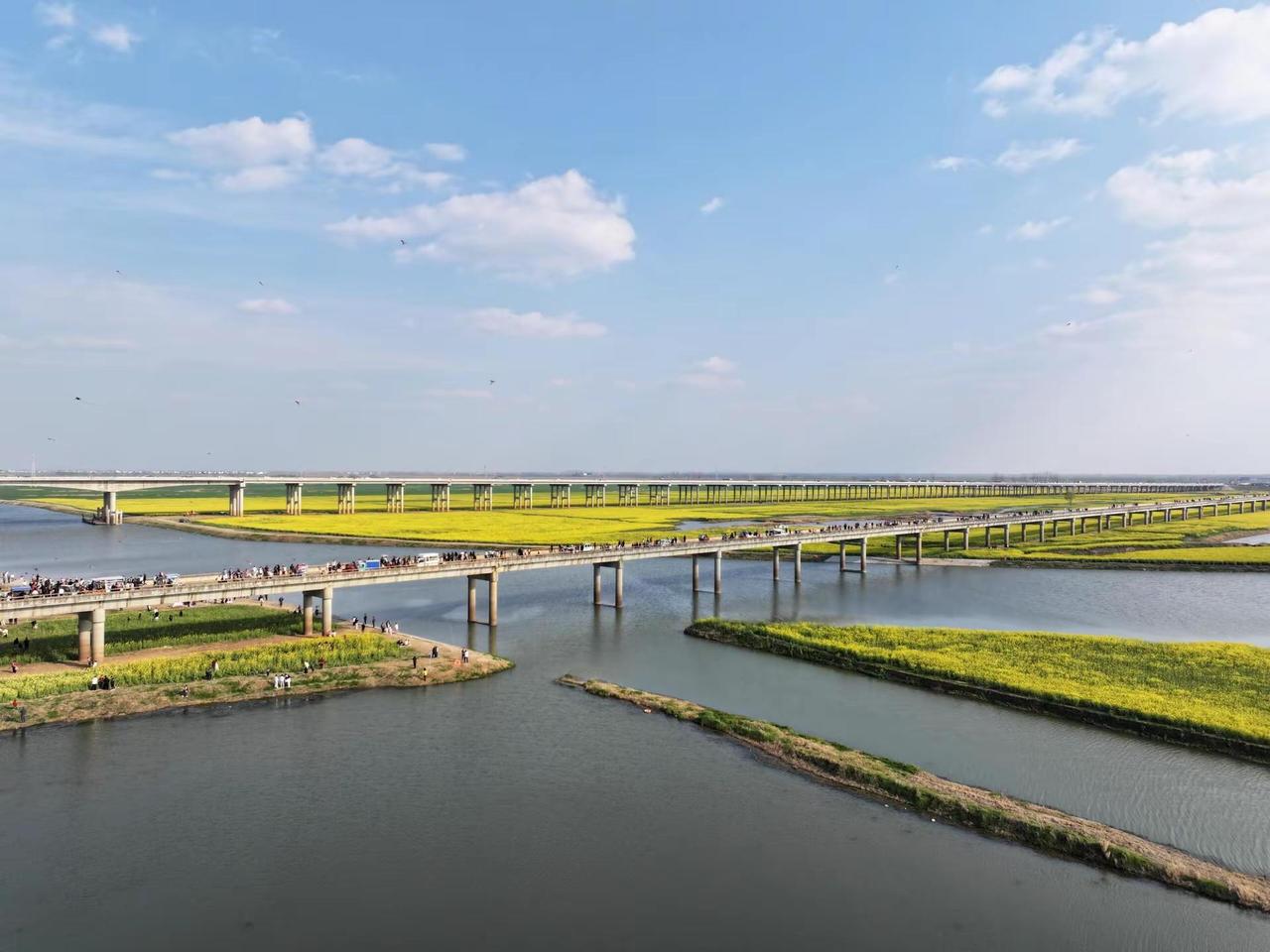 阜南中港大桥油菜花。家人们！谁懂啊！在安徽阜南真的挖到宝了！😍今天必须给你们安