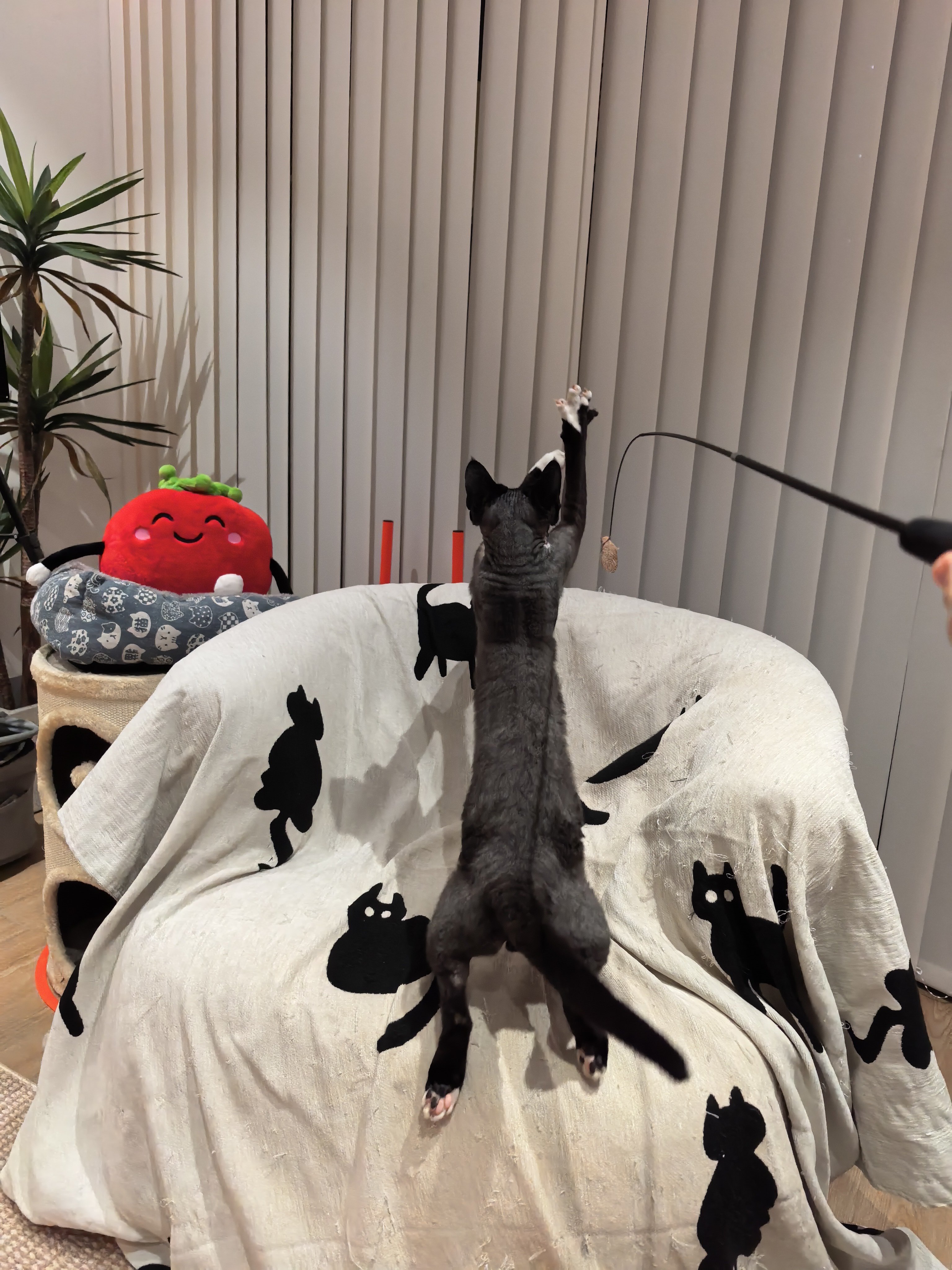 抓 