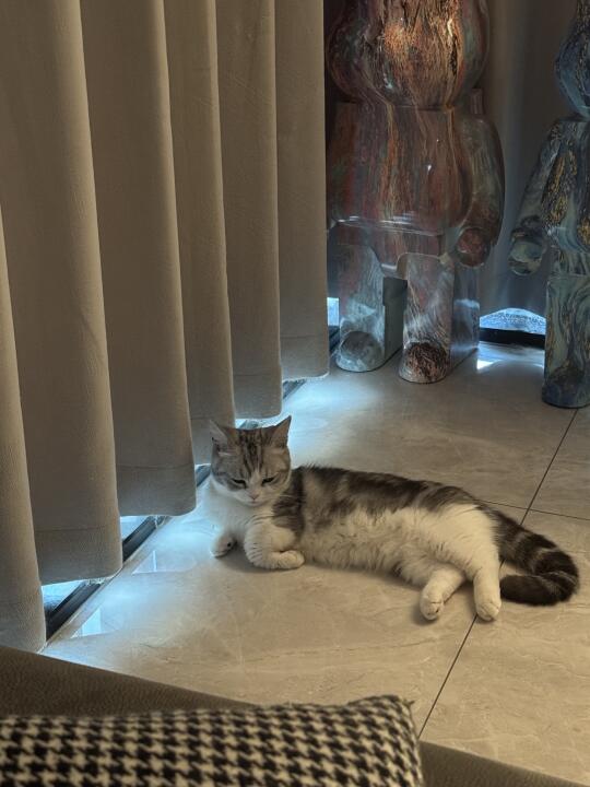 飞机耳忧郁女神