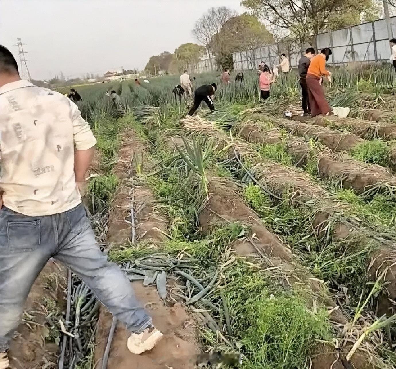 20余人拍摄转发大葱免费被处罚教育博流量造谣，跟风转发传谣，最后都为自己的“随手