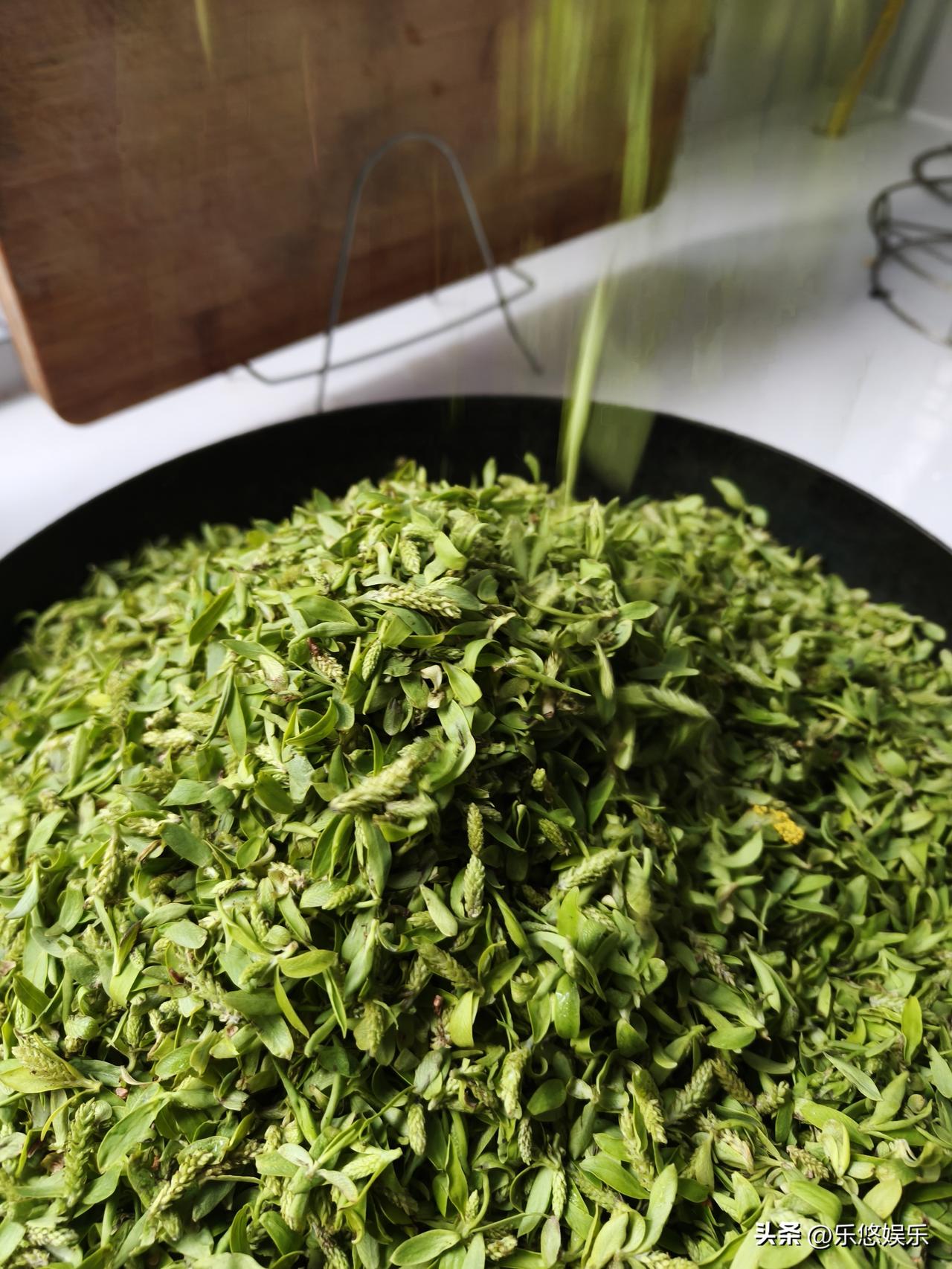 今天摘的柳芽，满满当当一大锅，春天的到来，我们家都会去路边摘柳树芽，清洗干净下锅